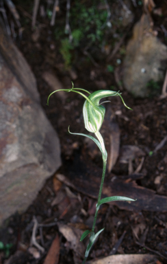APII jpeg image of Pterostylis laxa  © contact APII
