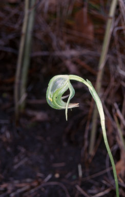 APII jpeg image of Pterostylis nutans  © contact APII