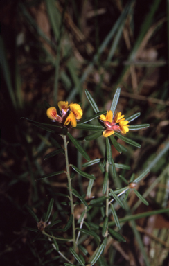 APII jpeg image of Pultenaea rosmarinifolia  © contact APII