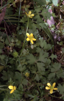 APII jpeg image of Ranunculus plebeius  © contact APII