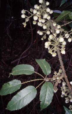 APII jpeg image of Rubus nebulosus  © contact APII