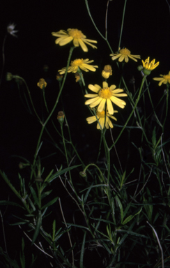 APII jpeg image of Senecio madagascariensis  © contact APII