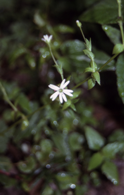 APII jpeg image of Stellaria flaccida  © contact APII