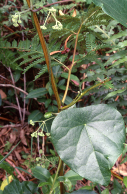 APII jpeg image of Stephania japonica var. discolor  © contact APII