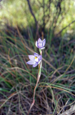 APII jpeg image of Thelymitra arenaria  © contact APII