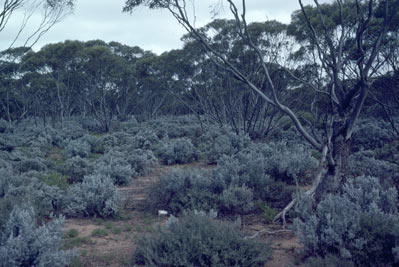 APII jpeg image of Eucalyptus oleosa,<br/>Cratystylis conocephala,<br/>Eucalyptus brachycalyx,<br/>Roepera billardierei var.  © contact APII
