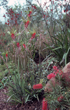 APII jpeg image of Callistemon viminalis 'Captain Cook',<br/>Anigozanthos manglesii  © contact APII