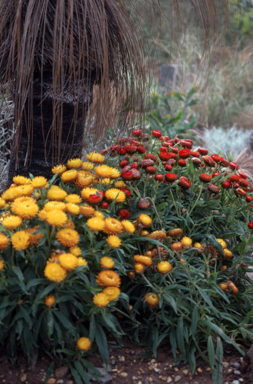APII jpeg image of Xerochrysum bracteatum  © contact APII