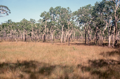 APII jpeg image of Dendrobium canaliculatum var. nigrescens,<br/>Melaleuca viridiflora  © contact APII