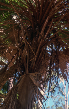 APII jpeg image of Livistona muelleri  © contact APII