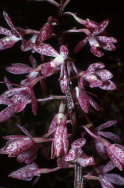 APII jpeg image of Dipodium punctatum  © contact APII
