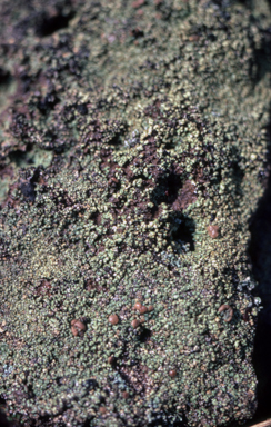 APII jpeg image of Lecidea  © contact APII