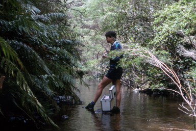 APII jpeg image of Epacris hamiltonii  © contact APII