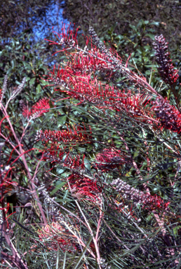APII jpeg image of Grevillea 'Starfire'  © contact APII