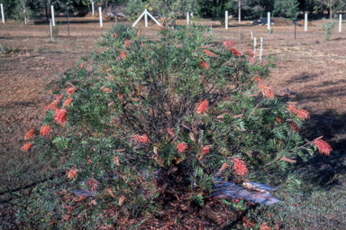 APII jpeg image of Grevillea 'Superb'  © contact APII