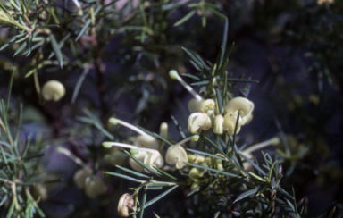 APII jpeg image of Grevillea 'Poorinda Tranquillity'  © contact APII