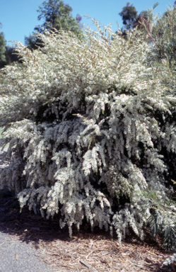 APII jpeg image of Leptospermum 'Caldwell'  © contact APII