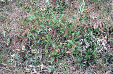 APII jpeg image of Grevillea ilicifolia  © contact APII