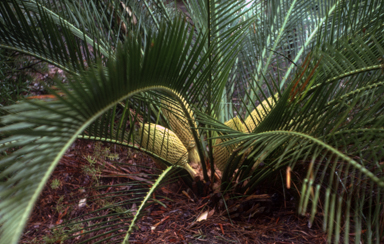 APII jpeg image of Macrozamia riedlei  © contact APII