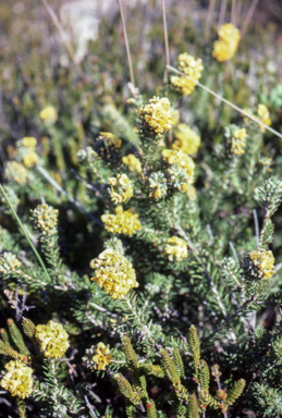 APII jpeg image of Dillwynia floribunda  © contact APII