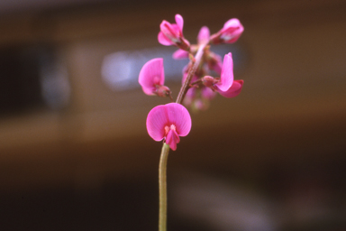 APII jpeg image of Swainsona microphylla  © contact APII