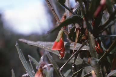 APII jpeg image of Bossiaea walkeri  © contact APII
