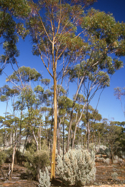 APII jpeg image of Eucalyptus salubris  © contact APII