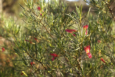 APII jpeg image of Eremophila alternifolia  © contact APII