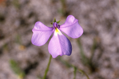 APII jpeg image of Lobelia heterophylla  © contact APII