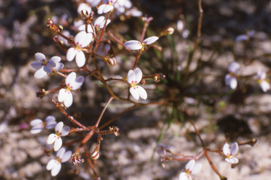 APII jpeg image of Stylidium rigidulum  © contact APII