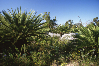 APII jpeg image of Macrozamia riedlei  © contact APII