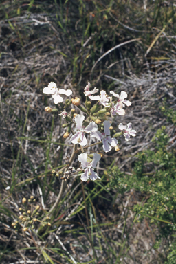 APII jpeg image of Stylidium maritimum  © contact APII