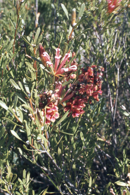 APII jpeg image of Lambertia multiflora  © contact APII