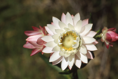 APII jpeg image of Xerochrysum bracteatum  © contact APII