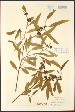 APII jpeg image of Eucalyptus barberi  © contact APII
