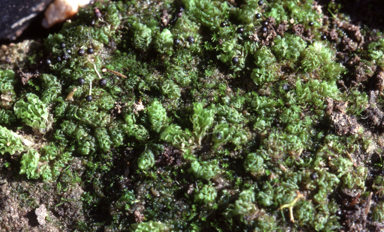 APII jpeg image of Fossombronia altilamellosa  © contact APII