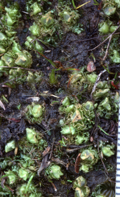 APII jpeg image of Fossombronia altilamellosa  © contact APII