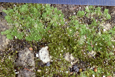 APII jpeg image of Fossombronia cultriformis  © contact APII