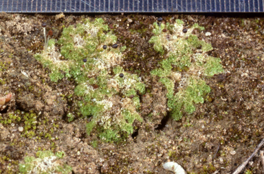 APII jpeg image of Fossombronia cultriformis  © contact APII