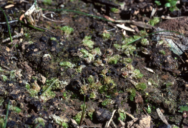 APII jpeg image of Fossombronia densa  © contact APII