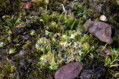 APII jpeg image of Fossombronia pusilla  © contact APII