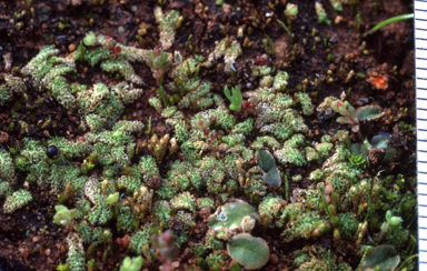 APII jpeg image of Fossombronia scrobiculata  © contact APII