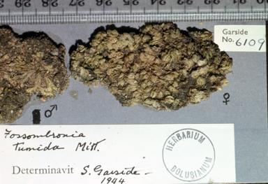 APII jpeg image of Fossombronia tumida  © contact APII