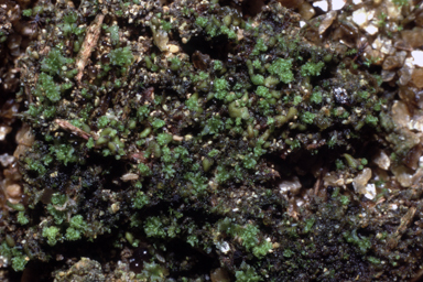 APII jpeg image of Fossombronia maritima  © contact APII