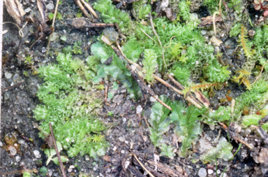APII jpeg image of Fossombronia pusilla  © contact APII