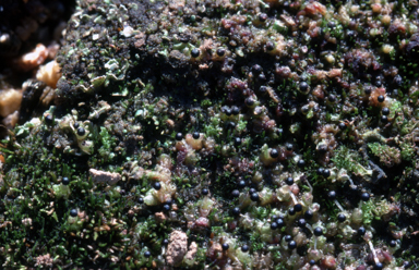 APII jpeg image of Fossombronia punctata  © contact APII