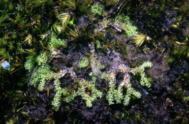APII jpeg image of Fossombronia pusilla  © contact APII