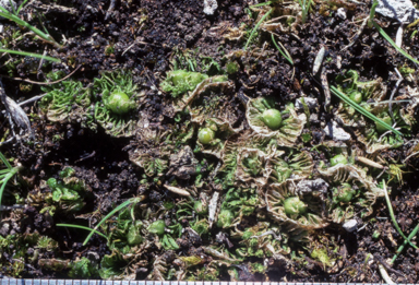 APII jpeg image of Petalophyllum preissii  © contact APII