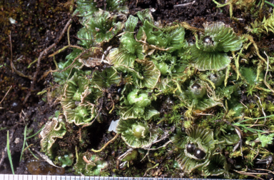 APII jpeg image of Petalophyllum preissii  © contact APII