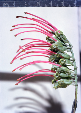 APII jpeg image of Grevillea goodii  © contact APII